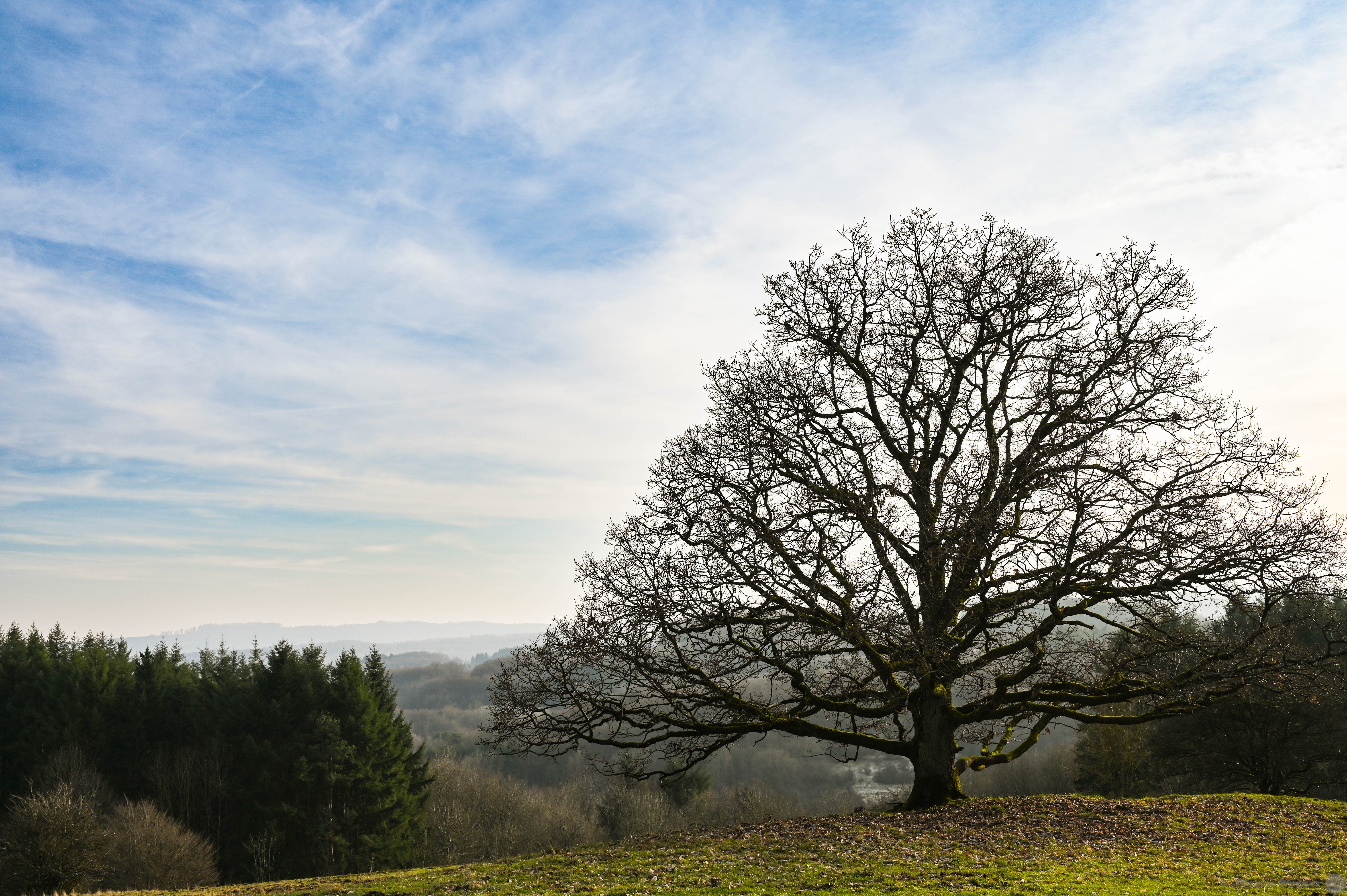 Trees