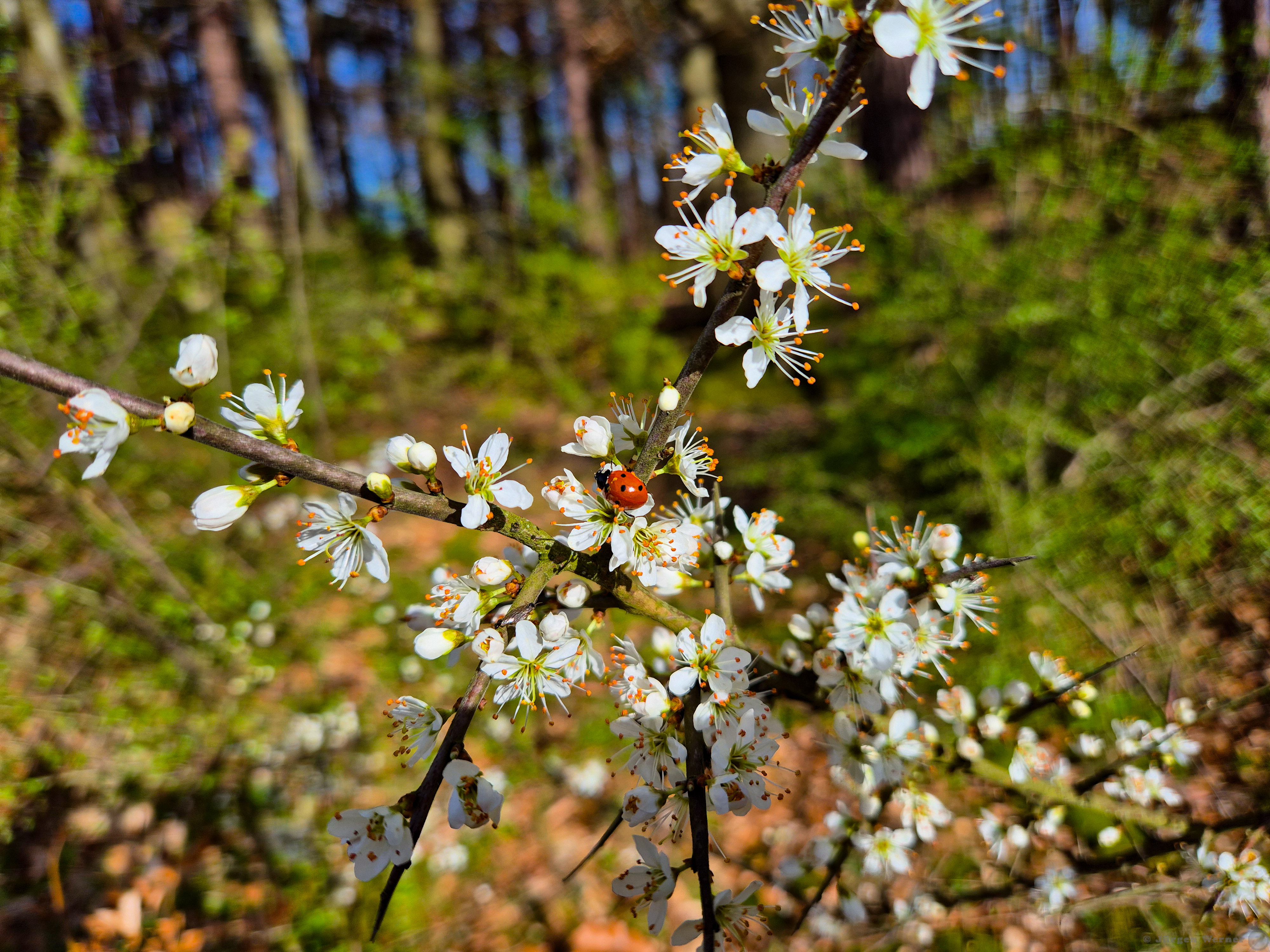 Spring